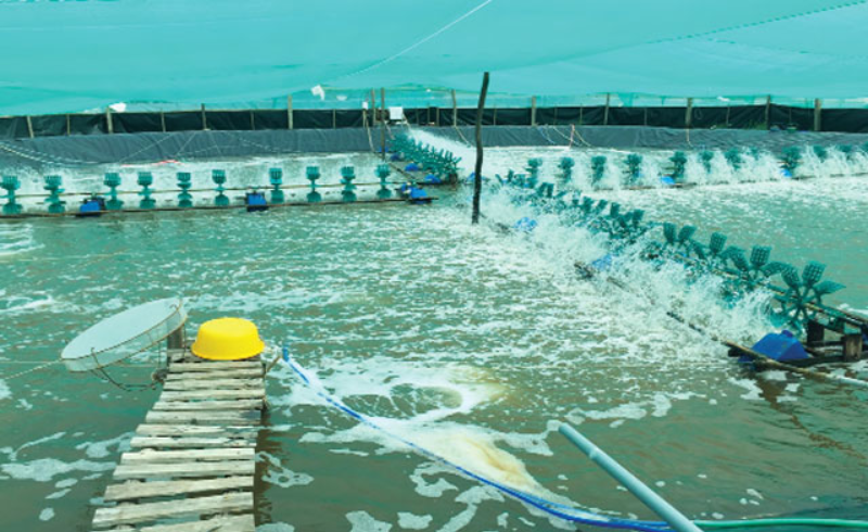 Quy trình nuôi tôm khép kín của C.P.Việt Nam