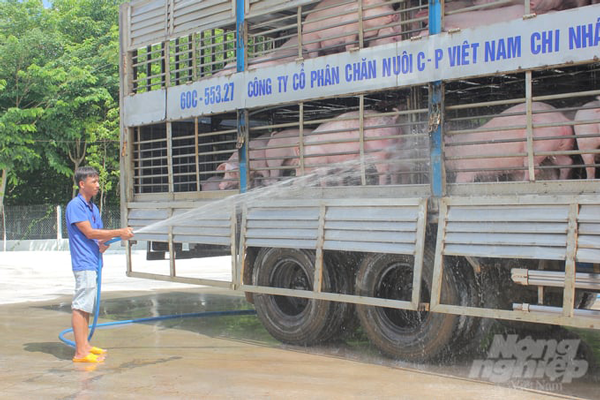 Cắt cầu dịch bệnh qua Trạm trung chuyển heo thịt