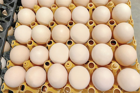 Giống gà đẻ trứng trắng hồng năng suất vượt trội và bền bỉ