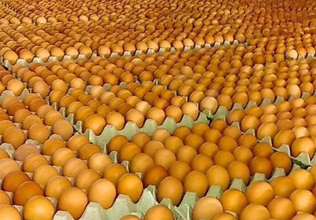 Sản xuất và bảo quản trứng gà giống trong thời gian dịch bệnh cúm gia cầm