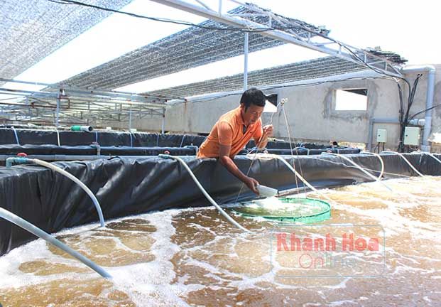 Ước vọng vùng tôm