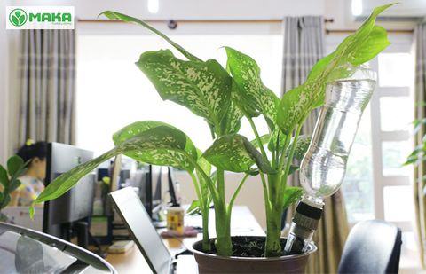 Làm thế nào để tưới cho những chậu cây trồng ở trong nhà ?