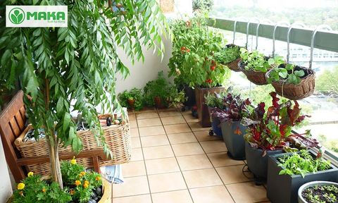 Giải pháp tưới cây tự động cho ban công chỉ từ 2,7 triệu đồng