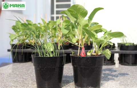 12 Mẹo CỰC HAY giúp bạn tiết kiệm nước tưới cây mỗi ngày