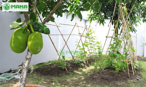 Thiết kế hệ thống tưới cây nhỏ giọt cho vườn cây ăn trái