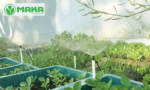 Áp dụng công nghệ tưới phun mưa trồng rau ở Hóc Môn Củ Chi