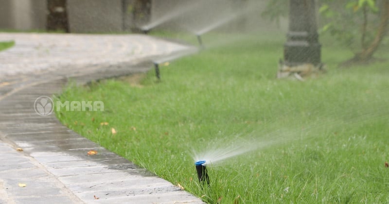 bec-tuoi-co-san-vuon-rong-lon