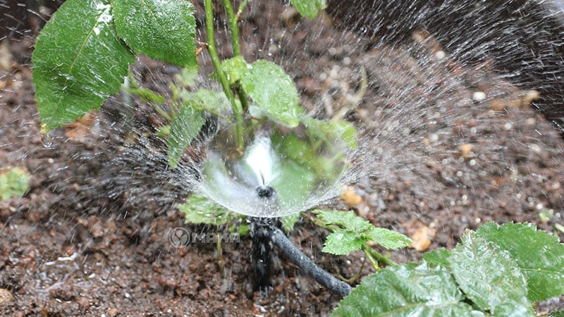 bec-tuoi-phun-mua-tuoi-hoa-rau