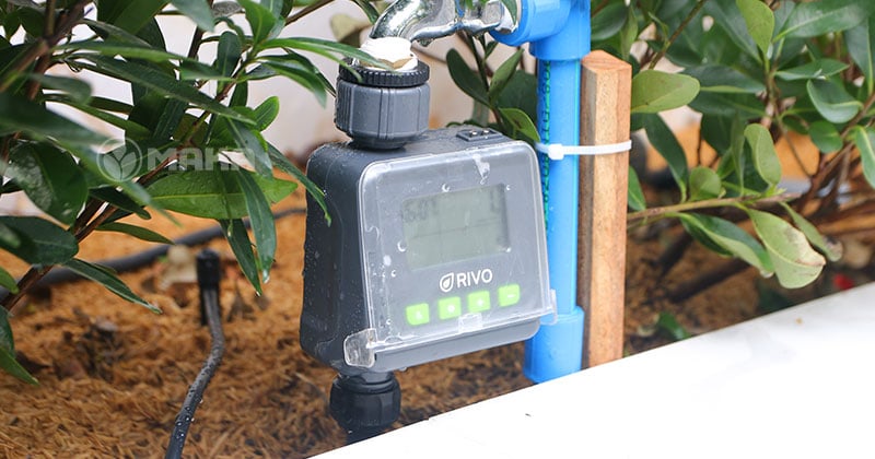 bo-hen-gio-tuoi-cay-rivo