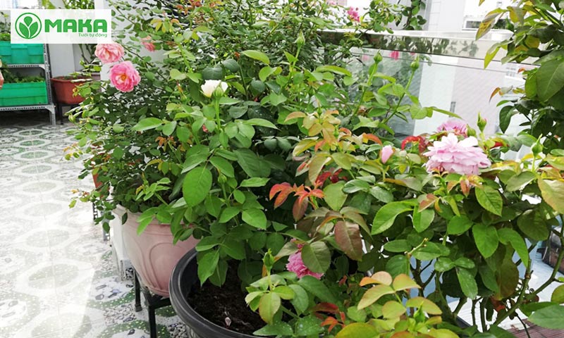 Bí quyết cho vườn hồng luôn xanh tươi với hệ thống tưới cây tự động