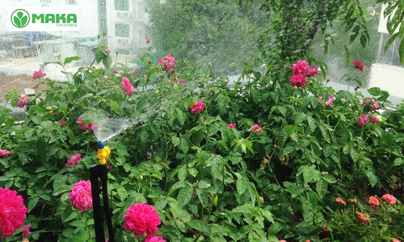 Bí quyết cho vườn hồng luôn xanh tươi với hệ thống tưới cây tự động 3