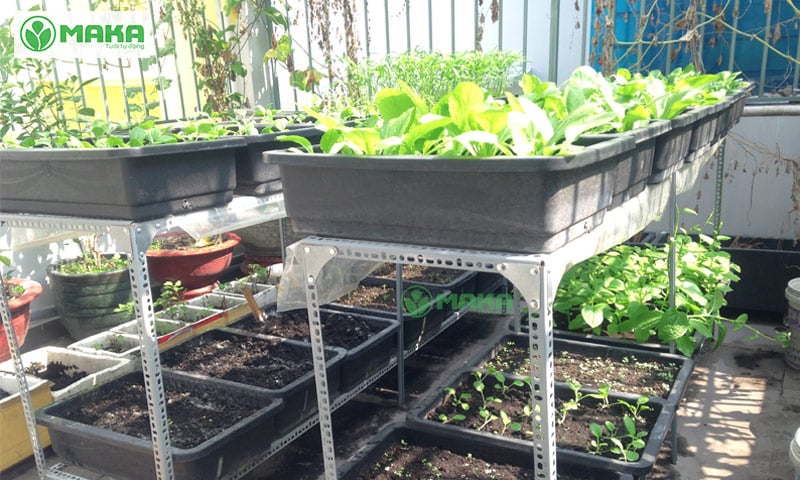 Có nên lắp hệ thống tưới tự động cho vườn rau trên sân thượng 6