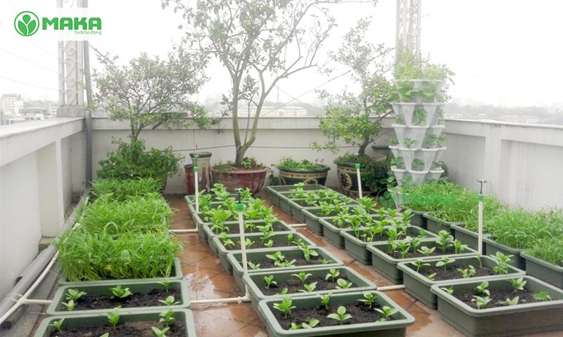Có nên lắp hệ thống tưới tự động cho vườn rau trên sân thượng 4