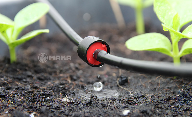 dau-tuoi-nho-giot-elgo-israel-in-line-2l-h