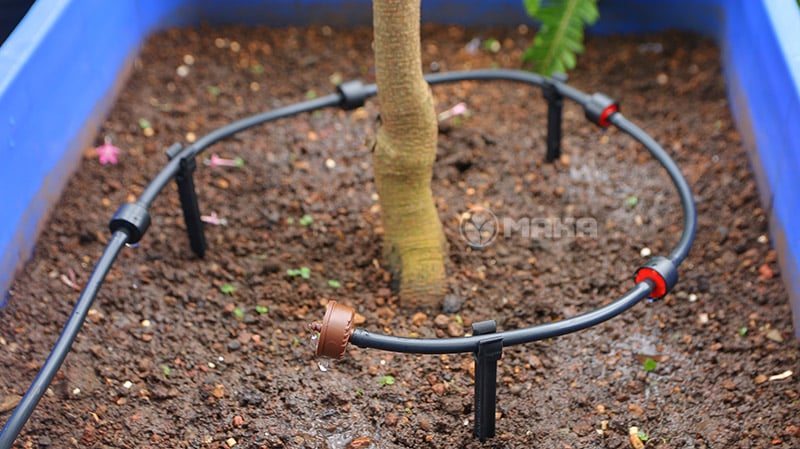 chan-cam-co-dinh-dau-tuoi-nho-giot