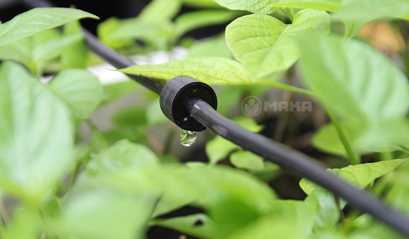dau-tuoi-nho-giot-in-line-4l-h-new1