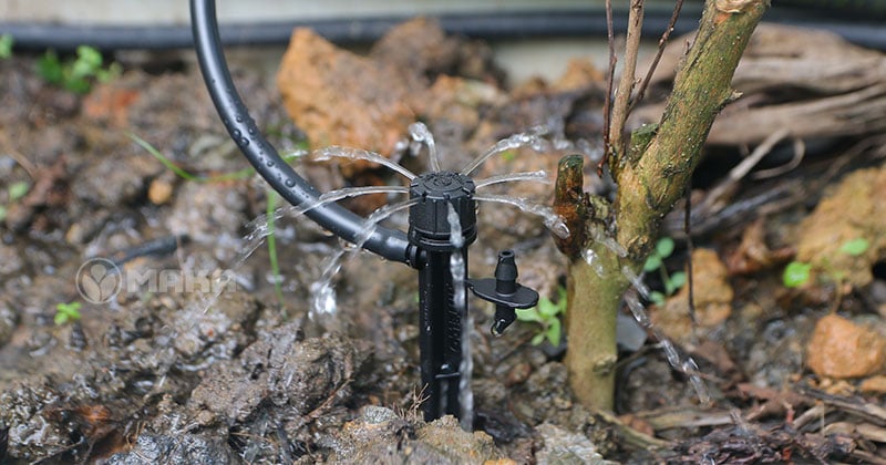 bec-tuoi-8-canh-dang-hot-dong-tuoi-cay