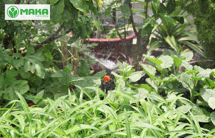 Hệ thống tưới phun mưa tự động cho vườn rau