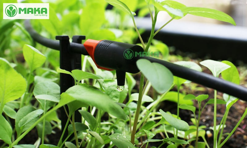hướng dẫn cách lắp hệ thống tưới nhỏ giọt cho vườn rau