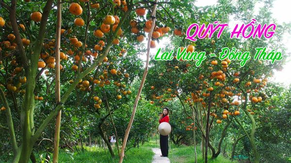 Tour Làng Hoa Sa Đéc - Vườn Quýt Lai Vung - 1 ngày - 4