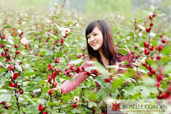 quà tết hibiscus 2018