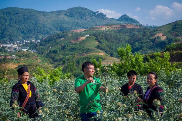 Câu chuyện của người bỏ phố lên núi đánh thức vùng dược liệu