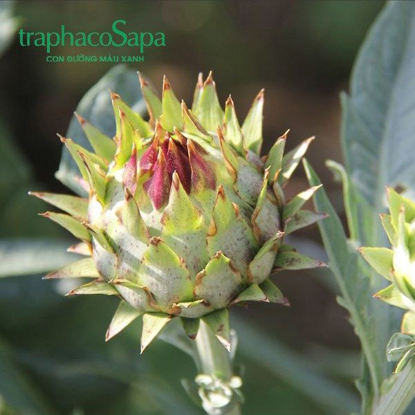 8 CÔNG DỤNG QUÝ CỦA ACTISO MÀ BẠN NÊN BIẾT