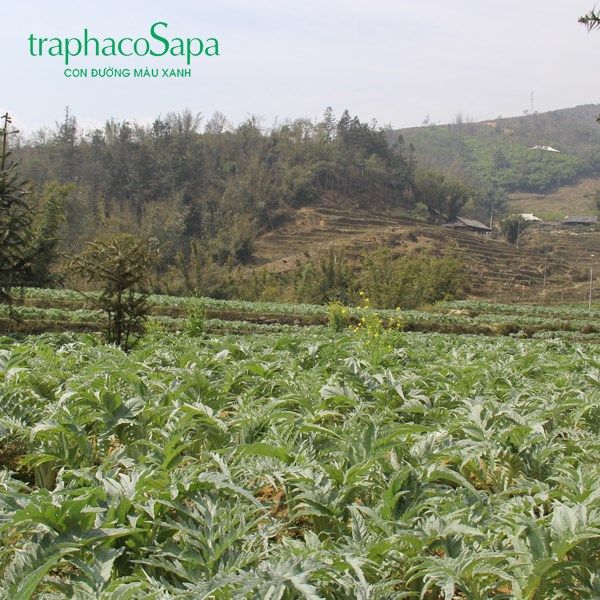 PHÓNG SỰ ẢNH: ACTISO PHỦ XANH SAPA