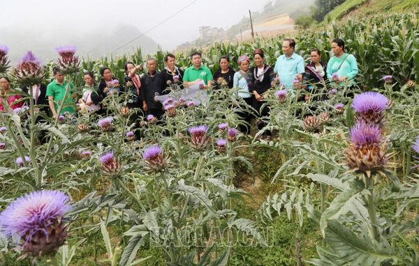 Giúp nông dân Sa Pa thực hành tốt trồng, thu hái actiso