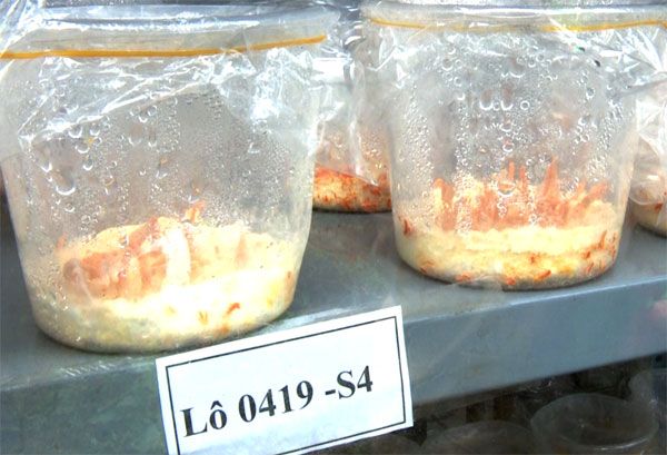 Sản xuất thành công đông trùng hạ thảo tại Sa Pa (Lào Cai)