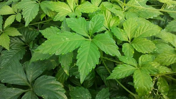 Phát hiện hoạt chất Adenosin quý giá trong cây giảo cổ lam hoang dã tại Việt Nam