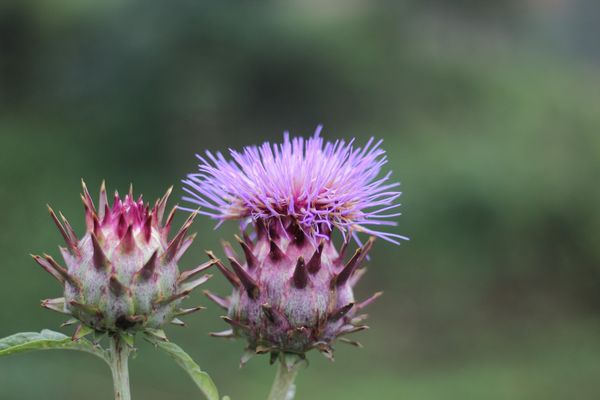 [Ảnh] Mùa hoa atiso tím biếc giữa núi rừng Sa Pa