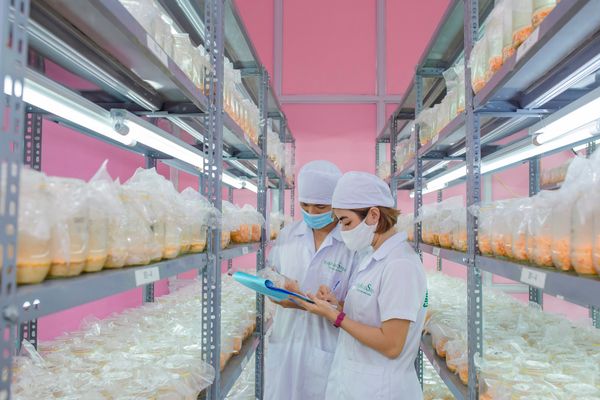 Việt Nam sản xuất cao từ nấm đông trùng hạ thảo