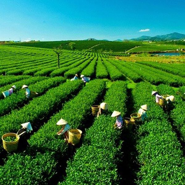 Việt Nam có nhiều vùng trồng chè