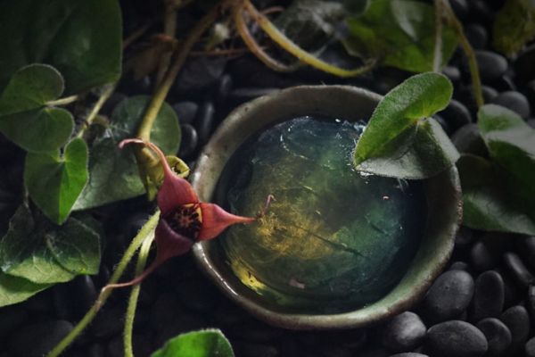 Cách làm thạch trà xanh gừng từ matcha phòng tránh virus mùa Cov-19