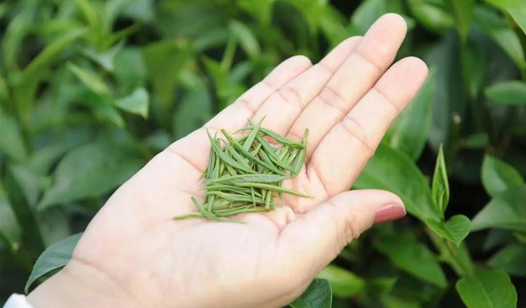 Trà đinh Thái Nguyên đinh – Xu thế uống trà tinh tế của năm, giá chỉ từ 1.490 ngàn 1kg tại Bảo Ngọc Trà