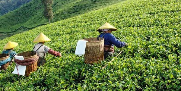 sản xuất trà ô long