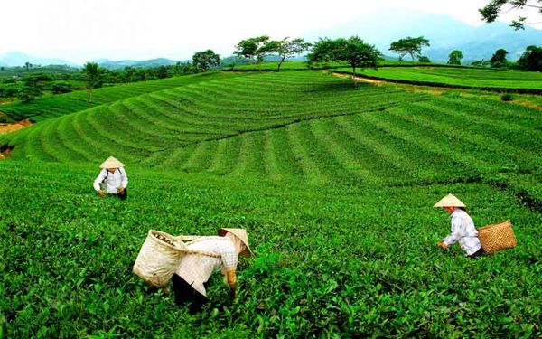 Công dụng của trà xanh Thái Nguyên