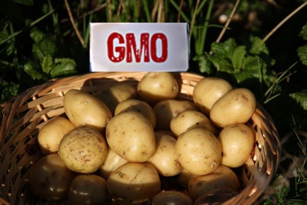 Thực phẩm biến đổi gen (GMO) mà mẹ bầu cần chú ý