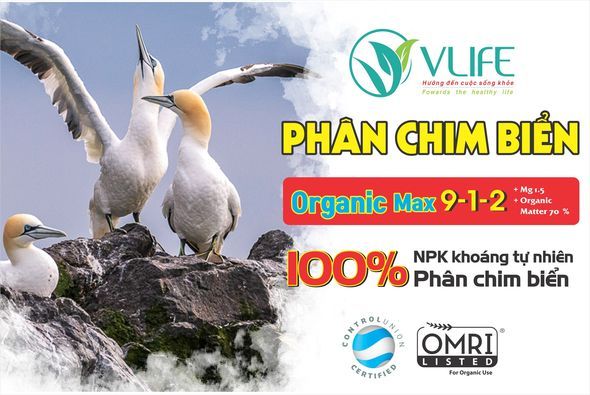 PHÂN CHIM BIỂN - LỰA CHỌN CANH TÁC THÔNG MINH