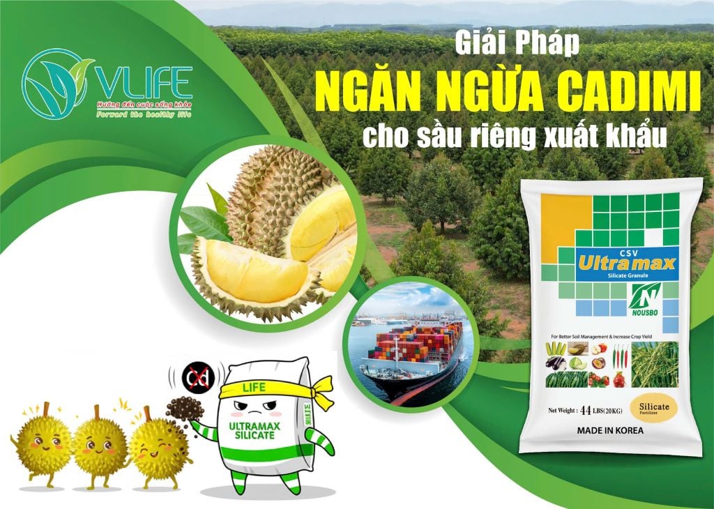 GIẢI PHÁP NGĂN NGỪA CADIMI CHO SẦU RIÊNG XUẤT KHẨU