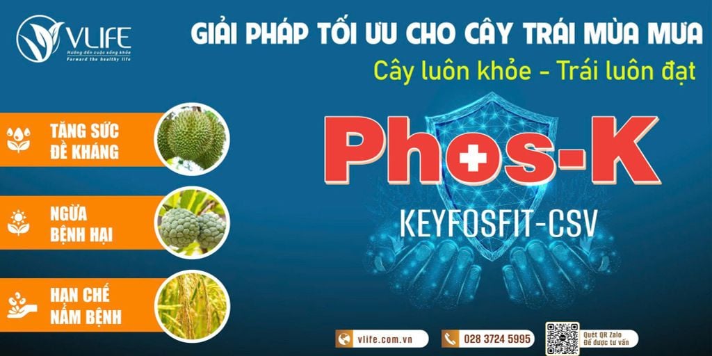 CẢ MÙA TRÔNG TRÁI – CHỈ VÀI CƠN MƯA LÀ MẤT TRẮNG?