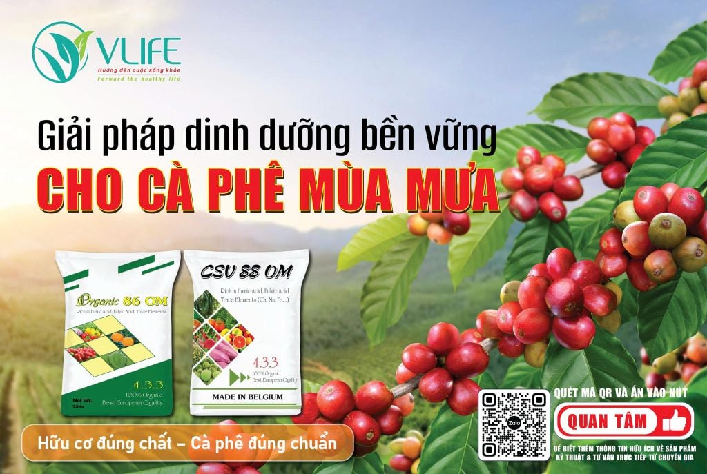 GIẢI PHÁP DINH DƯỠNG BỀN VỮNG CHO CÀ PHÊ TRONG MÙA MƯA