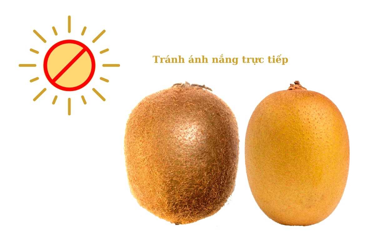 CÁCH BẢO QUẢN KIWI ĐƯỢC LÂU HƠN