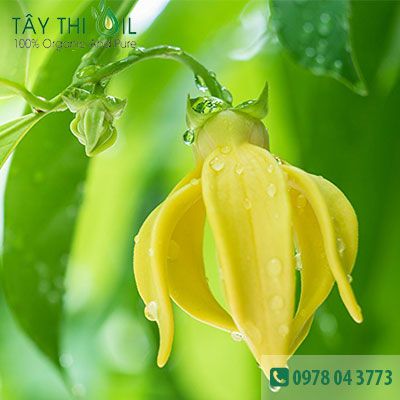 tinh dầu ngọc lan tây