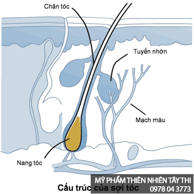 thành phần các chất có trong dầu gội biotin collagen ogx 2