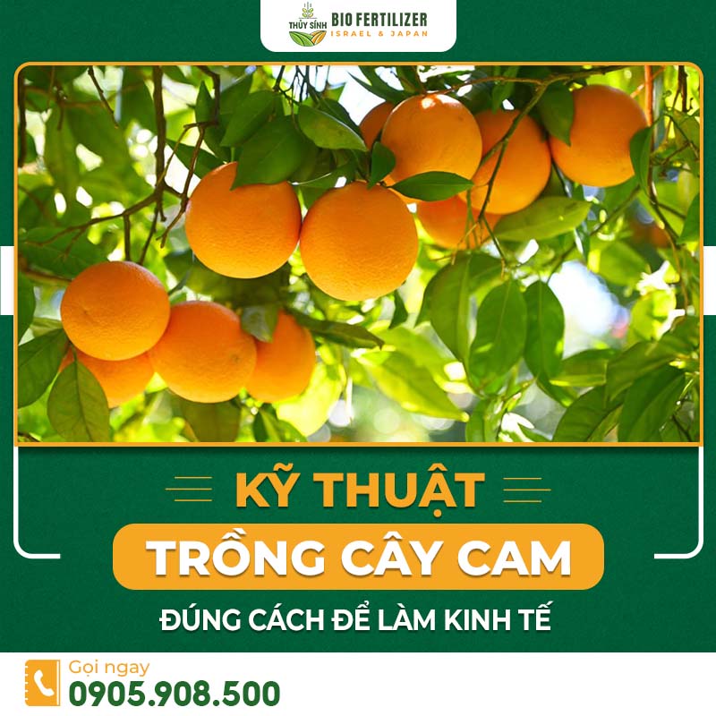 Kỹ thuật trồng cây cam đúng cách để làm kinh tế