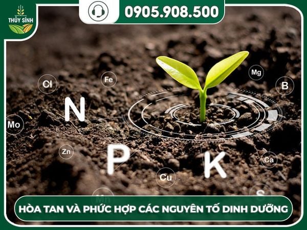 Fulvic acid hòa tan dinh dưỡng