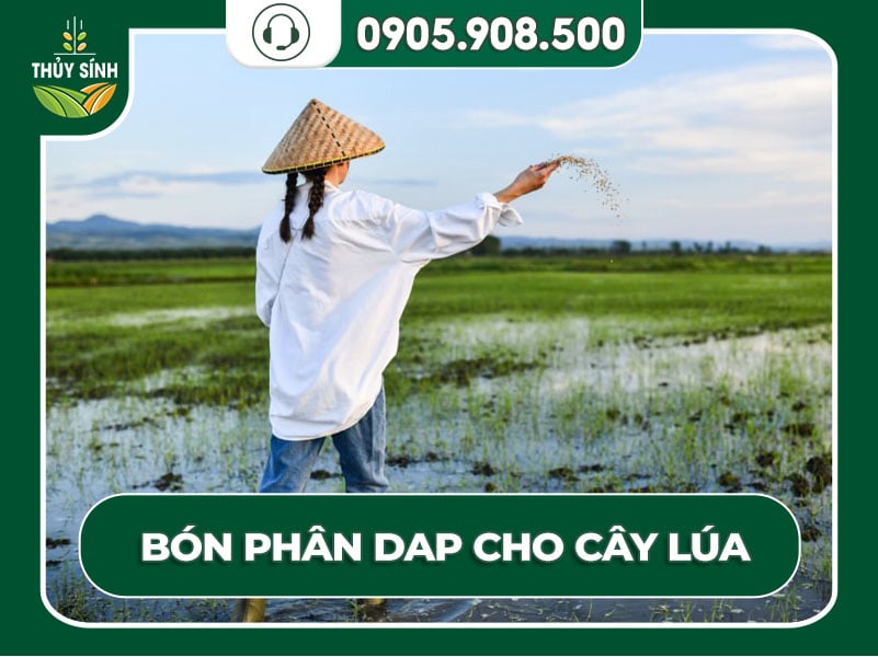 Bón DAP cho cây lúa