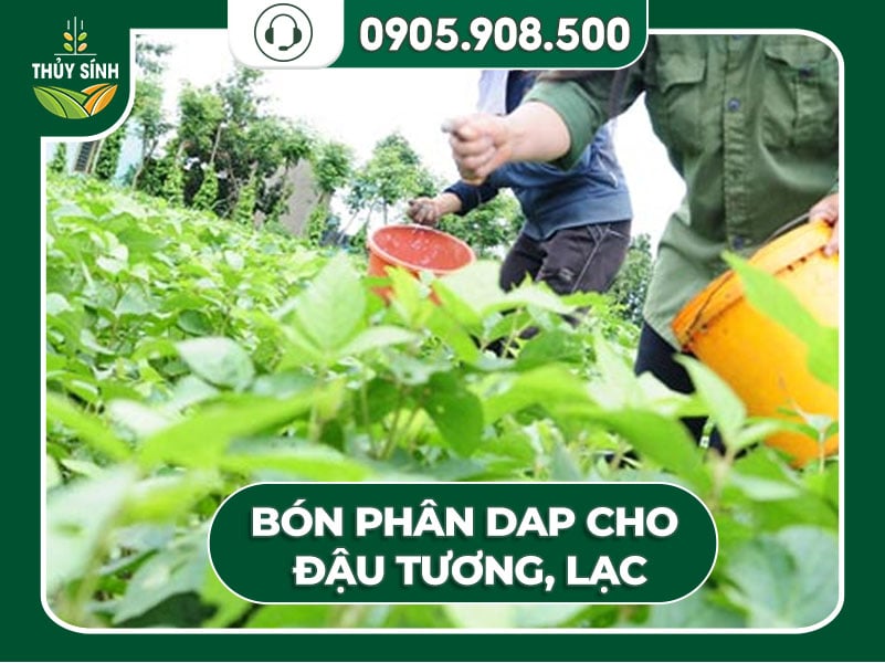 Bón DAP cho cây đậu, lạc